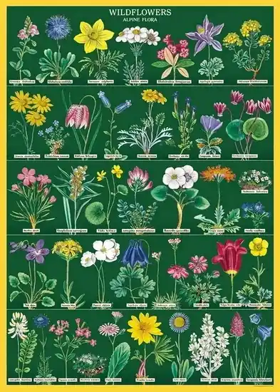 Affiche fleurs sauvages 2 - 20x28po Bon Plan